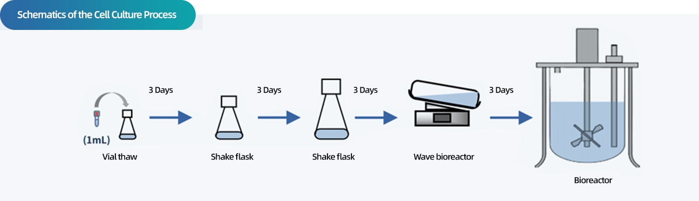 Cell Culture Process_US.png